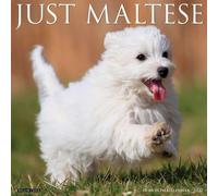 Maltese 2027 Wall