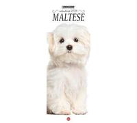 Maltese. Calendario 2026. Long