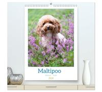 Maltipoo - Malteser - Pudel 2026 (hochwertiger Premium Wandkalender 2026 DIN A2 hoch), Kunstdruck in Hochglanz: Der Maltipoo ist eine beliebte ... Kreuzung von Pudel und Malteser entsteht.