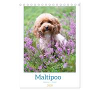 Maltipoo - Malteser - Pudel 2026 (Tischkalender 2026 DIN A5 hoch), CALVENDO Monatskalender: Der Maltipoo ist eine beliebte Hunderasse, die durch Kreuzung von Pudel und Malteser entsteht.