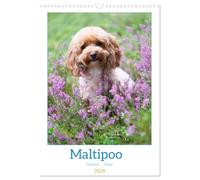 Maltipoo - Malteser - Pudel 2026 (Wandkalender 2026 DIN A3 hoch), CALVENDO Monatskalender: Der Maltipoo ist eine beliebte Hunderasse, die durch Kreuzung von Pudel und Malteser entsteht.