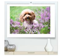 Maltipoo - Malteser -Pudel (hochwertiger Premium Wandkalender 2026 DIN A2 quer), Kunstdruck in Hochglanz: Drei Hunderassen, die sich großer Beliebtheit erfreuen