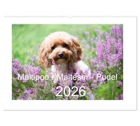 Maltipoo - Malteser -Pudel (Wandkalender 2026 DIN A2 quer), CALVENDO Monatskalender: Drei Hunderassen, die sich großer Beliebtheit erfreuen