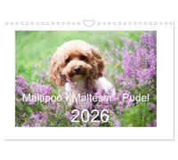 Maltipoo - Malteser -Pudel (Wandkalender 2026 DIN A4 quer), CALVENDO Monatskalender: Drei Hunderassen, die sich großer Beliebtheit erfreuen