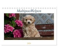 Maltipoo Welpen (Tischkalender 2026 DIN A5 quer), CALVENDO Monatskalender: Beim Maltipoo handelt es sich um eine Kreuzung zwischen Pudel und Malteser.