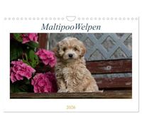 Maltipoo Welpen (Wandkalender 2026 DIN A4 quer), CALVENDO Monatskalender: Beim Maltipoo handelt es sich um eine Kreuzung zwischen Pudel und Malteser.
