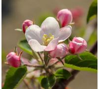 Malus sylvestris - - melo selvatico - Crab apple