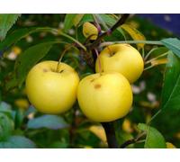 Malus sylvestris - melo selvatico (Vaso quadro 9x9x20 cm) - 100-150cm