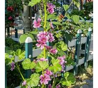 malva in vaso autunnali riccamente giardino roccioso pluriennale i 500semi