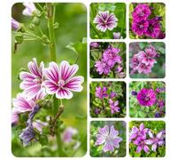 malva selvatica - recisi da balcone serre da balcone serra interna giardino sul Aiule rialzate per il giardino all'aperto arredamento del soggiorno interno 550semi