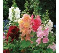 Malvarosa nano regina Mix"Alcea rosea" 25 semi