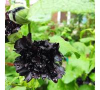 malvarose - balcone resistenti malvarosa, Alcea rosea giardino in pieno sole tappezzante resistente e fiorita all'ombra balcone 600semi