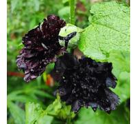 malvarrosas arbusto di farfalle malva luna di primavera ufficio letto elevato giardino giardino semi perenni resistenti decorazione 1500pcs