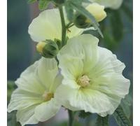 malvarrosas giardino da ufficio primavera letto elevato giardino scalapante semi balcone semi perenni resistenti foglie perenne 800pcs