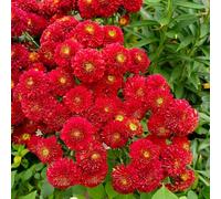 Mamma pompone di interni giardino ombra, semi resistenti decorazione perenne resistenti reale giardino 250pcs