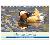 Mandarinenten, ein Farbtupfer auf allen Gewässern. (Wandkalender 2026 DIN A4 quer), CALVENDO Monatskalender: Das ist was ganz besonders auf unseren Gewässer. Immer wieder schön anzusehen.