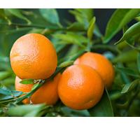 Mandarino clementino "Citrus x clementina" pianta in vaso 22 agrumi di Sicilia