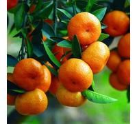 Mandarino Clementino "Citrus x clementina" pianta innestata in vaso ø22 cm Agrumi di Sicilia, Made in Italy, Vivaio di Castelletto