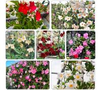 Mandevilla Dipladenia - perenni di decorazione resistente serre balcone semi perenni selvatici balcone estate giardino 800pcs