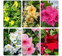 Mandevilla Dipladenia - selvatiche giardino interno vaso semi di appartamento rampicanti resistenti al 300pcs