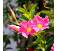 Mandevilla Dipladenia - semi estivi biologici perenni di resistenza balcone parterre balcone semi perenni primavera serrature 100pcs