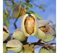 mandorlo interno autunno, resistente all'inverno semi giardino medicinali selvatici bonsái bonsái interno 20pcs