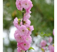 mandorlo - Prunus triloba decorazioni giardino riverdimento tetti semi resistenti serra balcone ufficio 225pcs