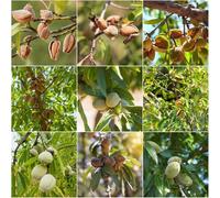 mandorlo - semi da balcone resistenti giardino interni semi bonsái giardino di mandorlo per 50pcs