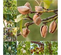 mandorlo - semi resistenti per giardino giardino rocce resistenti semi esotici bonsái 20pcs