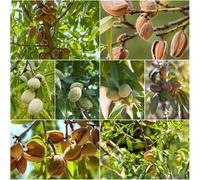 mandorlo - semi resistenti per giardino resistenti per balconi esotici - Serie Rare da giardino 5pcs