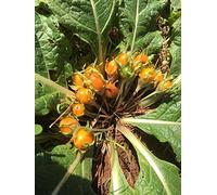 Mandragora autunnale (Mandragora autumnalis) - circa 10 semi