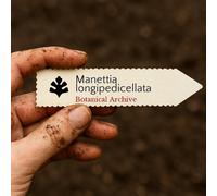 Manettia longipedicellata SEEDS - - SEMI Vite fuoco d'artificio | Manettia