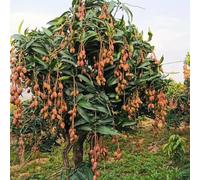 mango letto elevato per balcone colonnari di balcone giardino semi resistenti per giardini rocce interni mango 3pcs