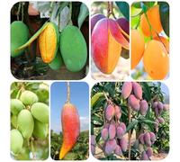 mango semi di per la decorazione del giardino balcone esotico, a prova d'inverno giardino resistenti in vaso spalliera 5semi