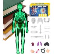 manhegari Modello di Anatomia 3D per - Struttura del Corpo Umano | Kit Educativo di Assemblaggio per Insegnanti Studenti Ragazzi Ragazze Classe Casa Arte e Scienza