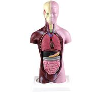 Manichino 28CM Torso Organi Interni Umani Anatomia Torso Umano Modello Anatomico -Mini Anatomia Umana Modello Del Corpo Puzzle Viscerale Modello Didattico For Studenti Di Medicina Studio