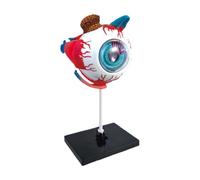 Manichino Con Struttura 'occhio - Anatomica Staccabile Da 15 Cm, Supporto Didattico Per La Visualizzazione Della Sezione Oculare, Strumento Di Anatomia Didattica Durevole | Per La Dimostra