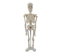 Manichino dell'osso del corpo intero Manichino del corpo intero Modello di scheletro umano Modello di scheletro Modello anatomico di insegnamento Modello di insegnamento dell'osso del corpo intero