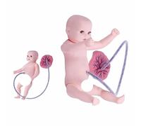 Manichino for l'addestramento alla cura del bambino a grandezza naturale, manichino for l'insegnamento ai neonati con cordone ombelicale e placenta - Simulatore realistico for la cura del bambino