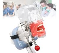 Manichino simulatore dentale professionale con modello di denti e modello di testa rimovibili, modello di testa fantasma dentale portatile, modello di addestramento per la pratica didattica, legato a