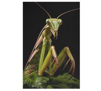 Mantis Puzzle in Legno 1000 Pezzi, Puzzles Per Adulti E Bambini Per La Stampa Ad Alta Definizione, Gioco Di Famiglia Sfida (78×53cm)
