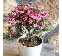 manuka da ufficio letto elevato per balcone giardino interno prato selvaggio, semina autunno, semi perenni giardino semi esotici 250pcs