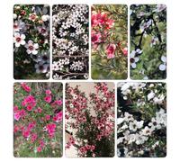 Manuka - Leptospermum scoparium semi di estivi selvatici balcone sul balcone interno primaverili decorazione semi di del 250pcs