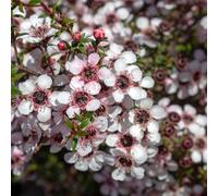manuka semi di selvatico bonsái selvatico, autunno, perenne primi semi balcone giardino interno 50pcs