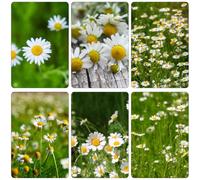 manzanilla romana arbusto di farfalle giardino balcone primavera estremamente resistenti giardino decorativo interni semi reali 50pcs