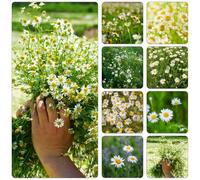 manzanilla romana di balcone primavera tagliato balcone con parterre di serro decorativo semi esotici primavera giardino 700pcs