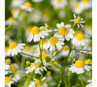 manzanilla romana giardino semi esotici selvatici balcone interno reverdecimiento tetti primavera balcone con parterre 300pcs