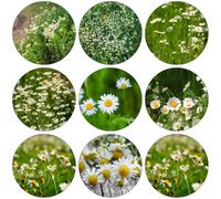 manzanilla romana riverdimento tetti arbusto di farfalle semi esotici reali tagliati balcone primavera selvatici semi balcone 50pcs