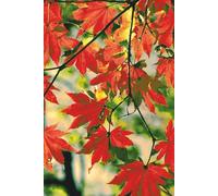 Maple Leaves - Journal