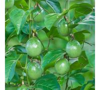 maracuja giardino balcone letti elevati giardino rocce granadilla interno letto elevato semi colonnario esotico 600pcs